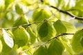 Light green beech leafs close-up Royalty Free Stock Photo